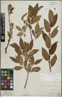 Foto von Salix lapponum L. x Salix silesiaca Willd.